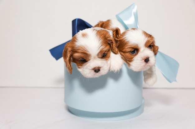 Zwei kleine Welpen mit bunten Schleifen in einer weichen blauen Box auf weißem Hintergrund