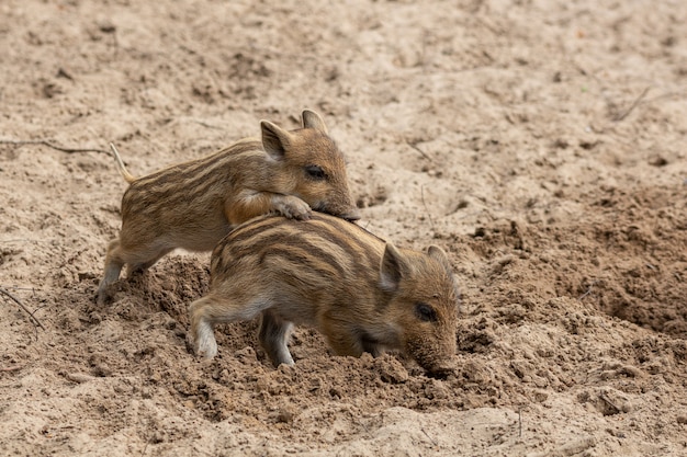 Zwei kleine Wildschweinferkel tummeln sich im Schlamm