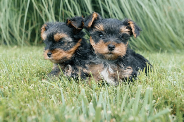 Zwei kleine Yorkshire Terrier Welpe posiert in der Natur