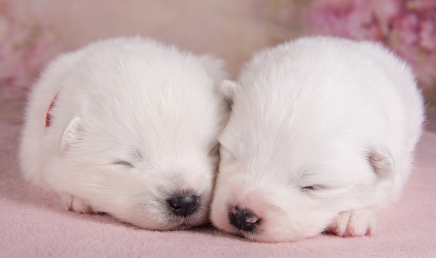 Zwei kleine, zwei Wochen alte süße weiße Samojeden-Welpenhunde schlafen