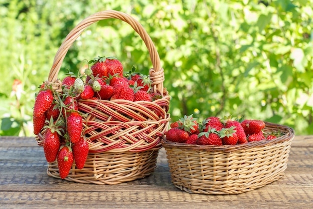 Zwei Körbe voll mit frisch gepflückten roten reifen Erdbeeren auf Holztisch mit grünem Naturhintergrund