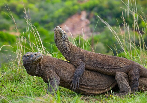 Zwei Komodowarane kämpfen um ein Stück Nahrung. Indonesien. Komodo-Nationalpark.