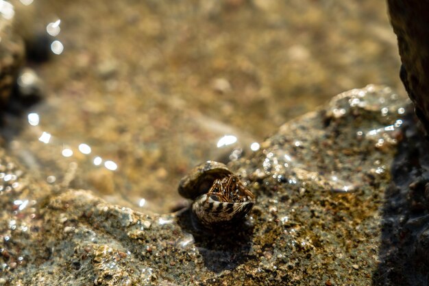 Zwei Krebs-Einsiedlerkrebse, die sich am Strand paaren Tropisches Tier