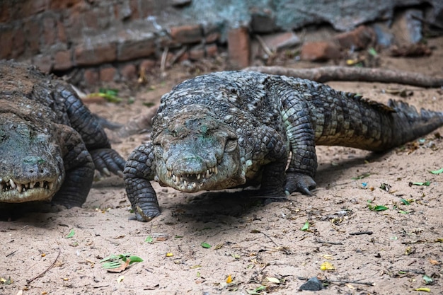 Zwei Krokodile, die nebeneinander laufen