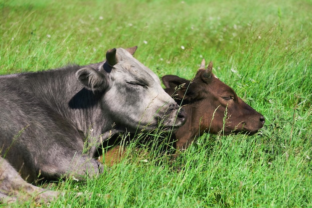 Zwei Kühe auf der Weide liegen dösend aneinander kuscheln