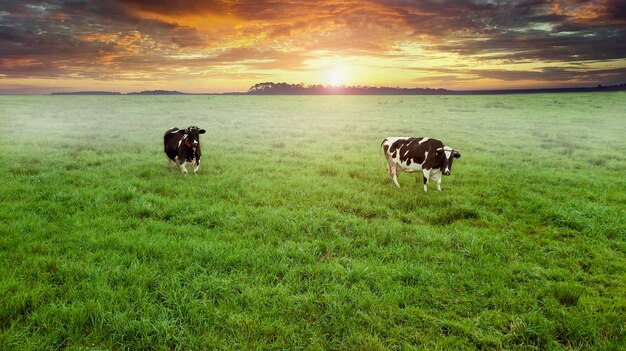 Zwei Kühe grasen auf einer Wiese Draufsicht aus Drohnen-Luftaufnahmen