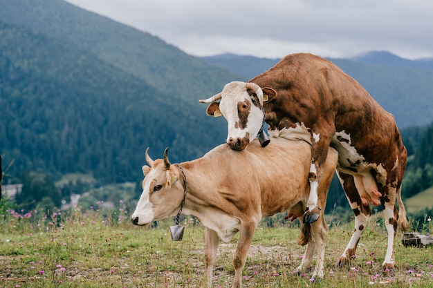 Zwei Kühe machen Sex in den Bergen.