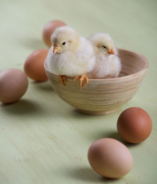 Zwei Küken und Eier in einer Schüssel