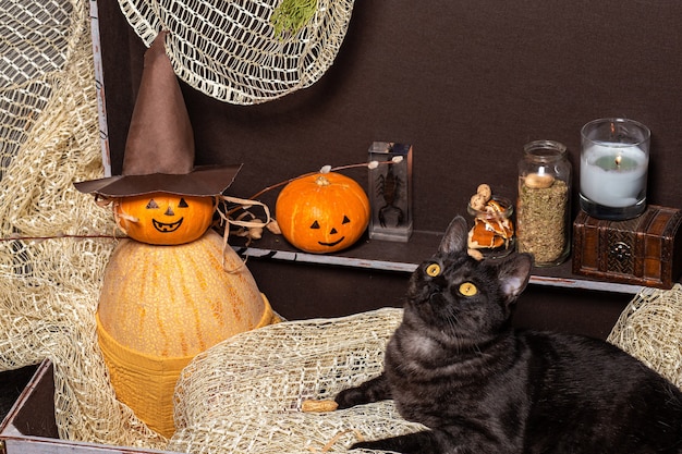 Zwei Kürbisse und eine schwarze Katze in einer braunen Truhe vor dem Hintergrund von Flaschen mit einem Trank