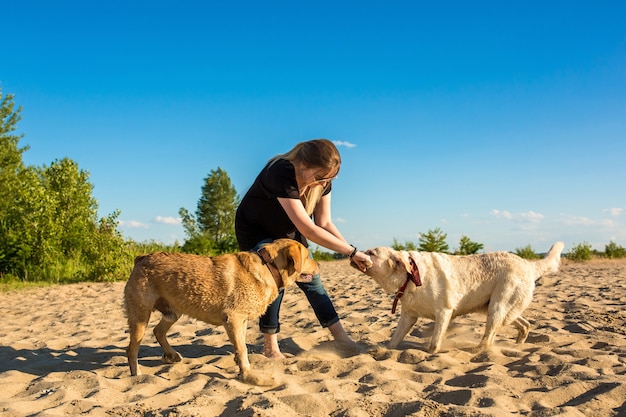 Zwei Labrador-Freunde, die am Strand spielen