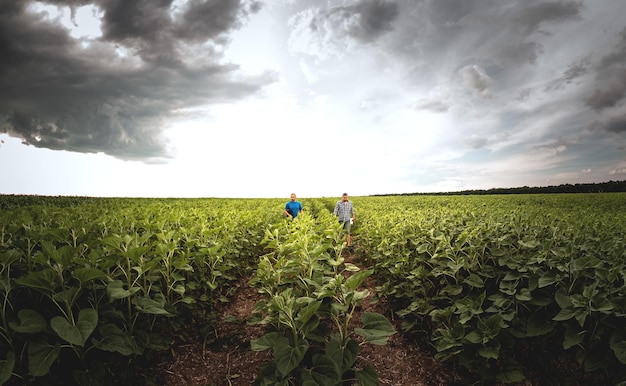 Zwei Landwirte in einem landwirtschaftlichen Sonnenblumenfeld Agronom und Landwirt prüfen den potenziellen Ertrag