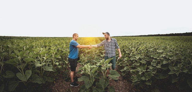 Zwei Landwirte in einem landwirtschaftlichen Sonnenblumenfeld Agronom und Landwirt prüfen den potenziellen Ertrag