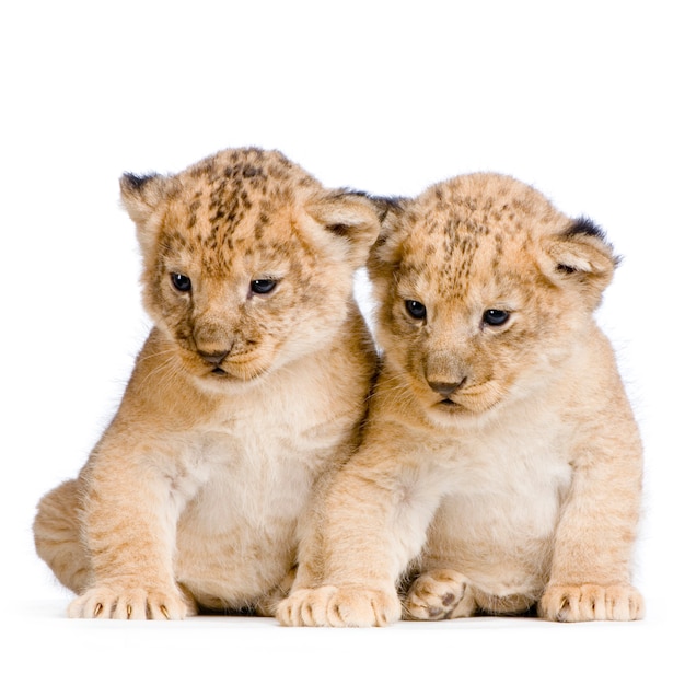 Zwei Lion Cubs (3 Wochen) isoliert.