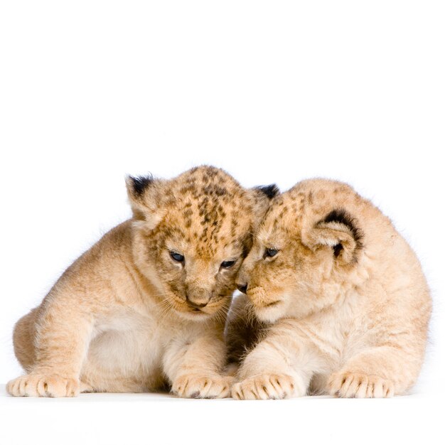 Zwei Lion Cubs (3 Wochen) isoliert.