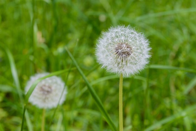 Zwei Löwenzahn, Löwenzahnwiese, weiße Blumen im grünen Gras. Löwenzahn-Samen-Kopf, auf unscharfem Hintergrund, Makronahaufnahme.