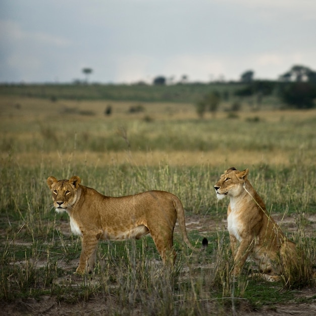 Zwei Löwin 'in Savanne, Serengeti National Park, Serengeti, Tansania