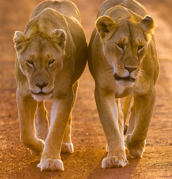 Zwei Löwinnen gehen im Nationalpark auf der Straße spazieren. Kenia. Tansania. Masai Mara. Serengeti.
