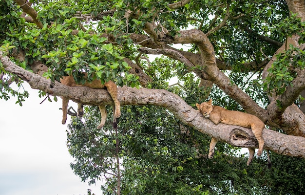 Zwei Löwinnen liegen auf einem großen Baum