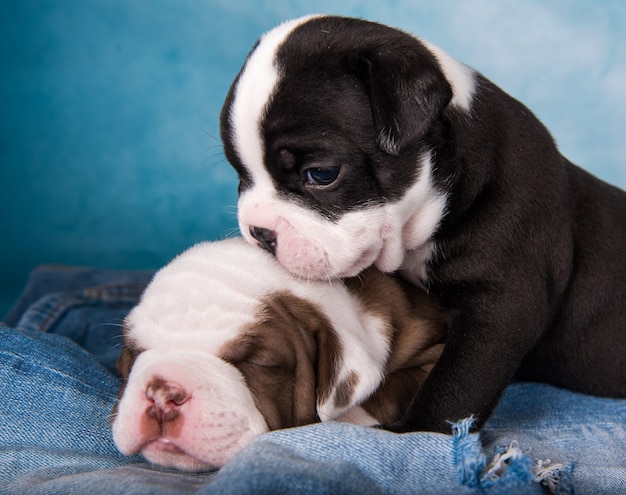 Zwei lustige American Bullies Welpen auf blauem Hintergrund