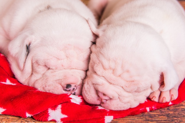 Zwei lustige amerikanische Bulldoggenwelpen schlafen