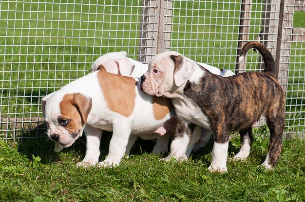 Zwei lustige amerikanische Bulldoggenwelpen spielen