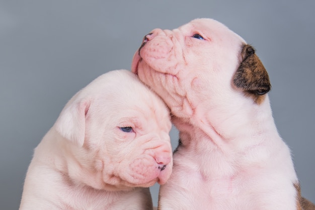 Zwei lustige amerikanische Bulldoggenwelpenhunde auf grauem Hintergrund