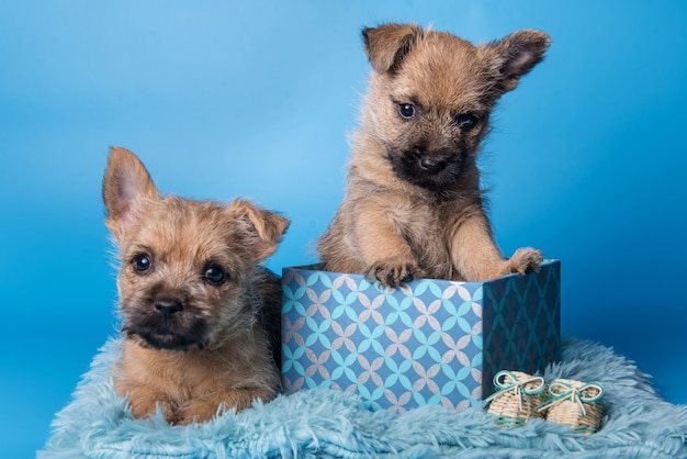 Zwei lustige Cairn Terrier Welpen Hunde mit Wheaten Fell sitzen in Geschenkbox isoliert auf blauem Hintergrund