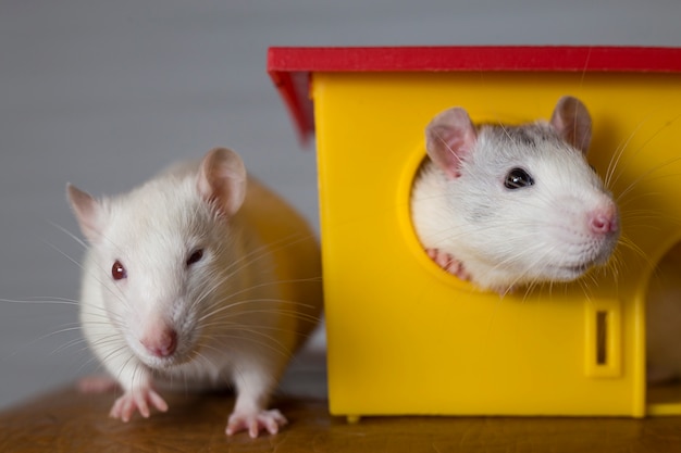 Zwei lustige Haustierratten und ein Spielzeughaus.