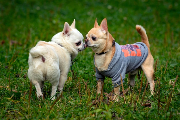 Zwei lustige Hunde der Chihuahua züchten Nahaufnahme auf dem Hintergrund einer grünen Wiese.