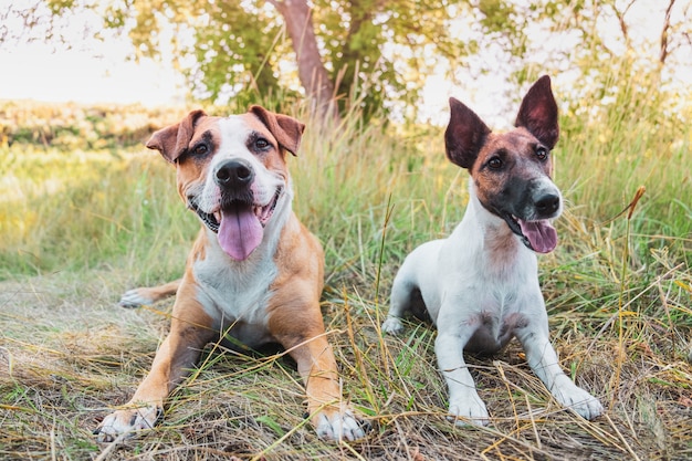 Zwei lustige Hunde im Freien. Staffordshire-Terrier und glatter Foxterrierwelpe im Gras an einem Sommertag