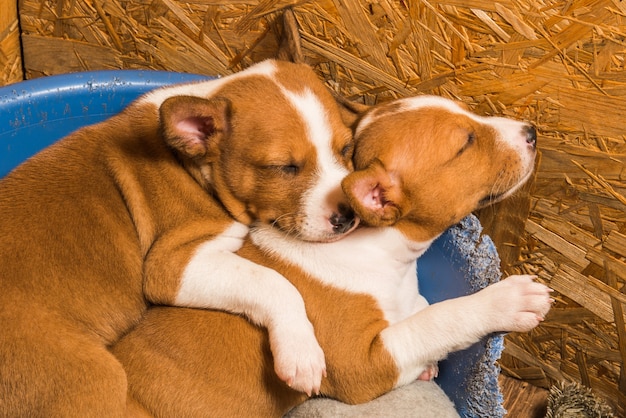 Zwei lustige kleine Basenji-Welpenhunde schlafen