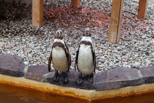 Zwei lustige Pinguine stehen auf einem Stein in einem Zoo und schauen in die Kamera