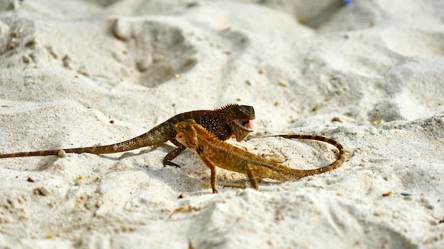 Zwei männliche Eidechsen kämpfen auf Sand. Pangan. Thailand.