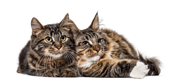 Zwei Maine Coon Katze, die zusammen ruht