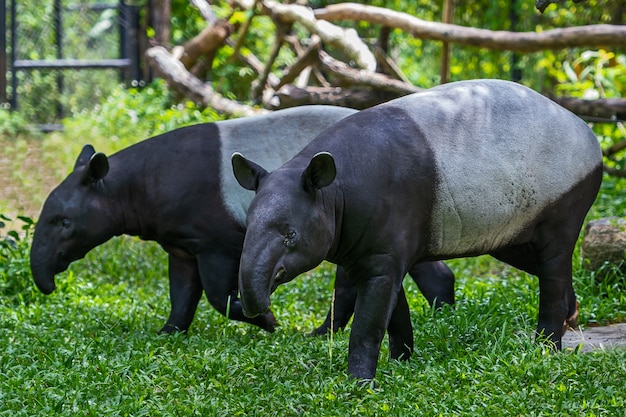 Zwei malaiischer Tapir Thailand