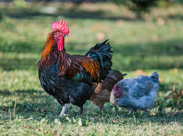 Zwei Maranshuhn, die in einem Garten spazieren gehen