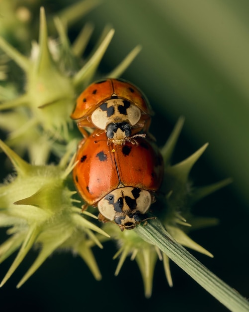 Zwei Marienkäfer auf dem grünen Gras