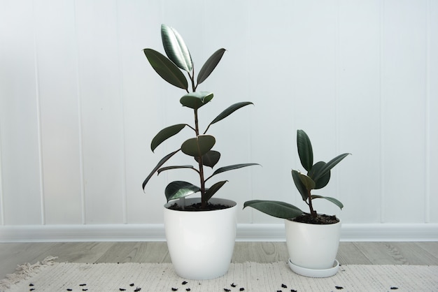 Foto zwei moderne ficus-zimmerpflanzen im weißen topf, ficus elastica burgundy oder rubber plant