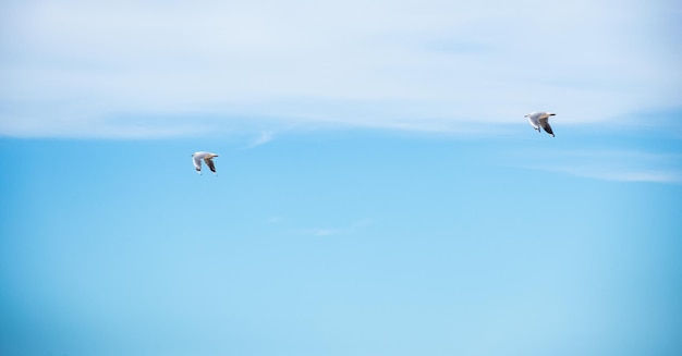 Zwei Möwen, die auf bewölktem blauem SkyBackgrounds-Konzept fliegen