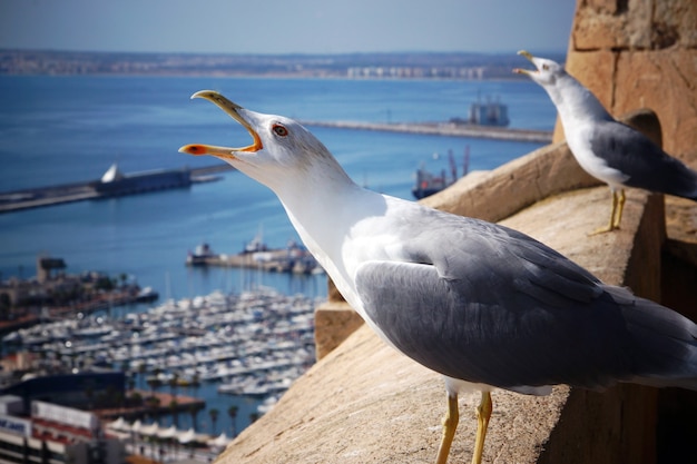 Zwei Möwen schreien und heben den Kopf am Rand der Festung am Meer.