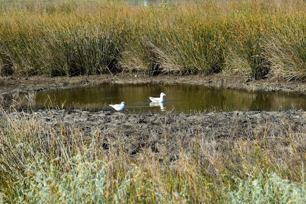 Zwei Möwenvögel schwimmen in einem kleinen Teich mitten im Gras auf der Wiese