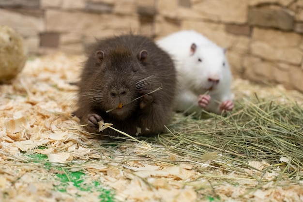 Zwei Nagetiere mit gelben Zähnen sitzen im Heu