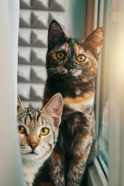 Zwei neugierige Hauskatzen betrachten Kameratabby-Kätzchen, die hinter Vorhanghaustieren am Fensterpu...