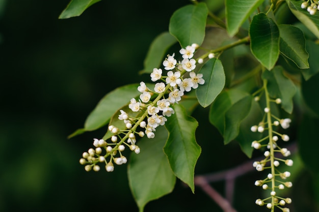 Zwei Niederlassungen einer blühenden Kirschvogelnahaufnahme auf einem dunklen Hintergrund. Prunus Padus