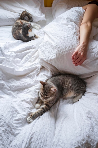 Zwei niedliche, entzückende junge Katzen, die mit ihrer Herrin in einem hölzernen Landhaus auf einem weichen Bett schlafen