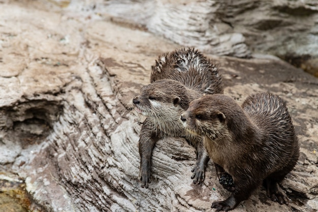 Zwei niedliche Flussotter im Zoo