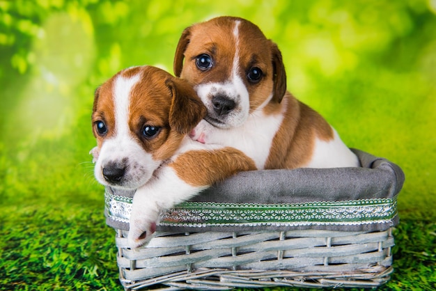 Zwei niedliche Jack-Russell-Terrierwelpen, die in einem Osterweidenkorb sitzen