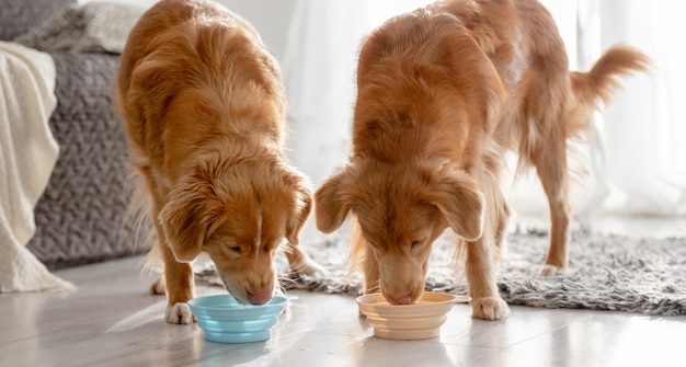 Zwei Nova Scotia Retriever-Hunde trinken zu Hause aus Schüsseln