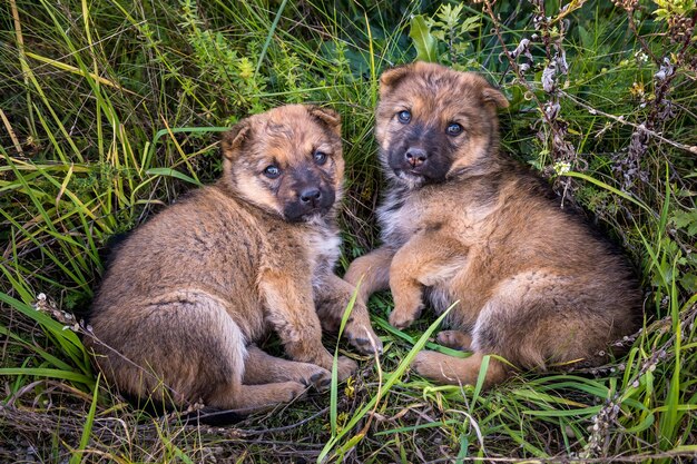 Zwei obdachlose Welpenhunde sitzen zusammen im Gras