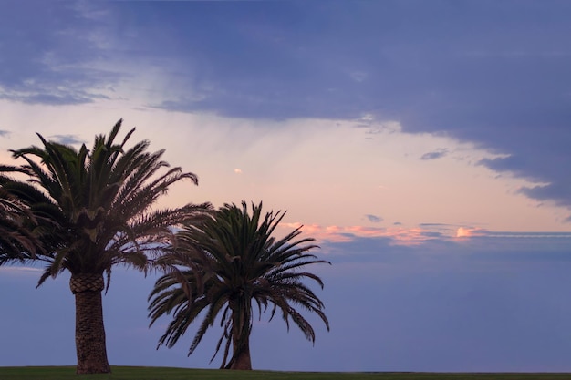 Zwei Palmen und schöner Himmel mit dramatischen Wolken